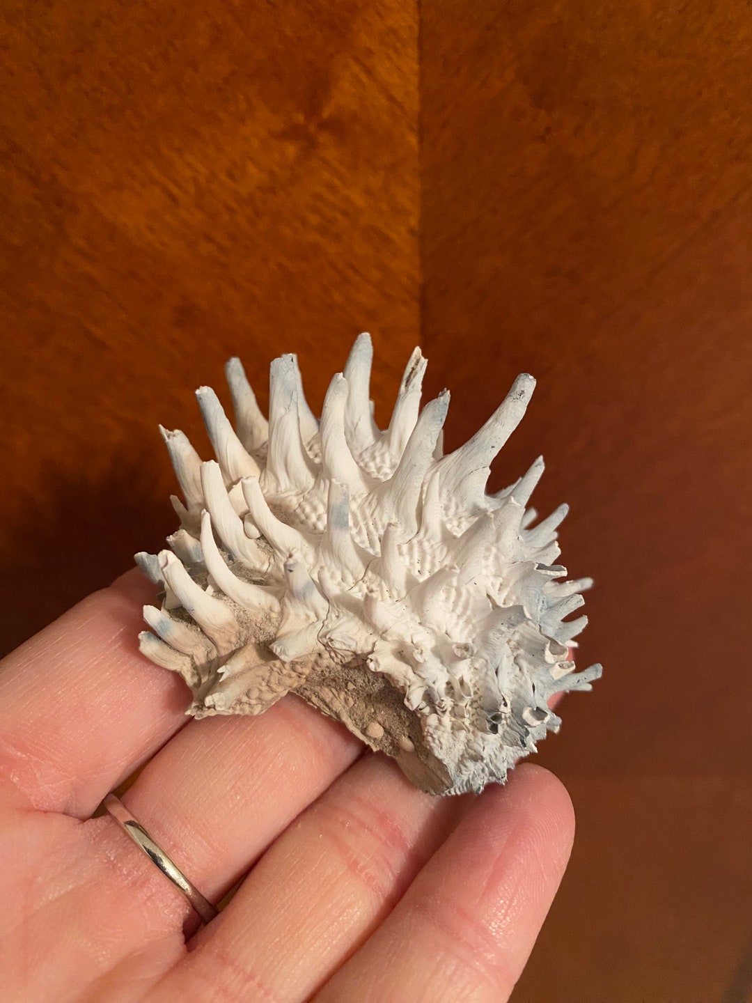 Spiny Jewel Box Shell Fossil Florida Etsy