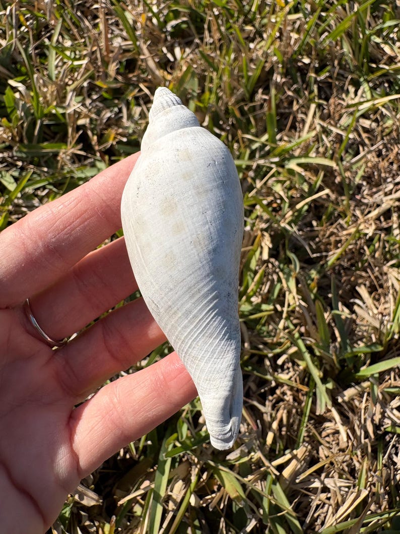 Fossilized Junonia Shell From Florida - Etsy
