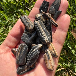 10 Fossil horse teeth fragments