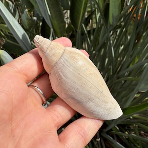 May include: A smooth, elongated seashell with a tapered, spiraled apex and a pale, off-white to light beige coloration. The surface of the shell features subtle, longitudinal striations and a matte texture, showcasing a natural, weathered appearance.