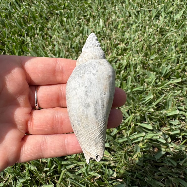 Fossil junonia shell from Florida