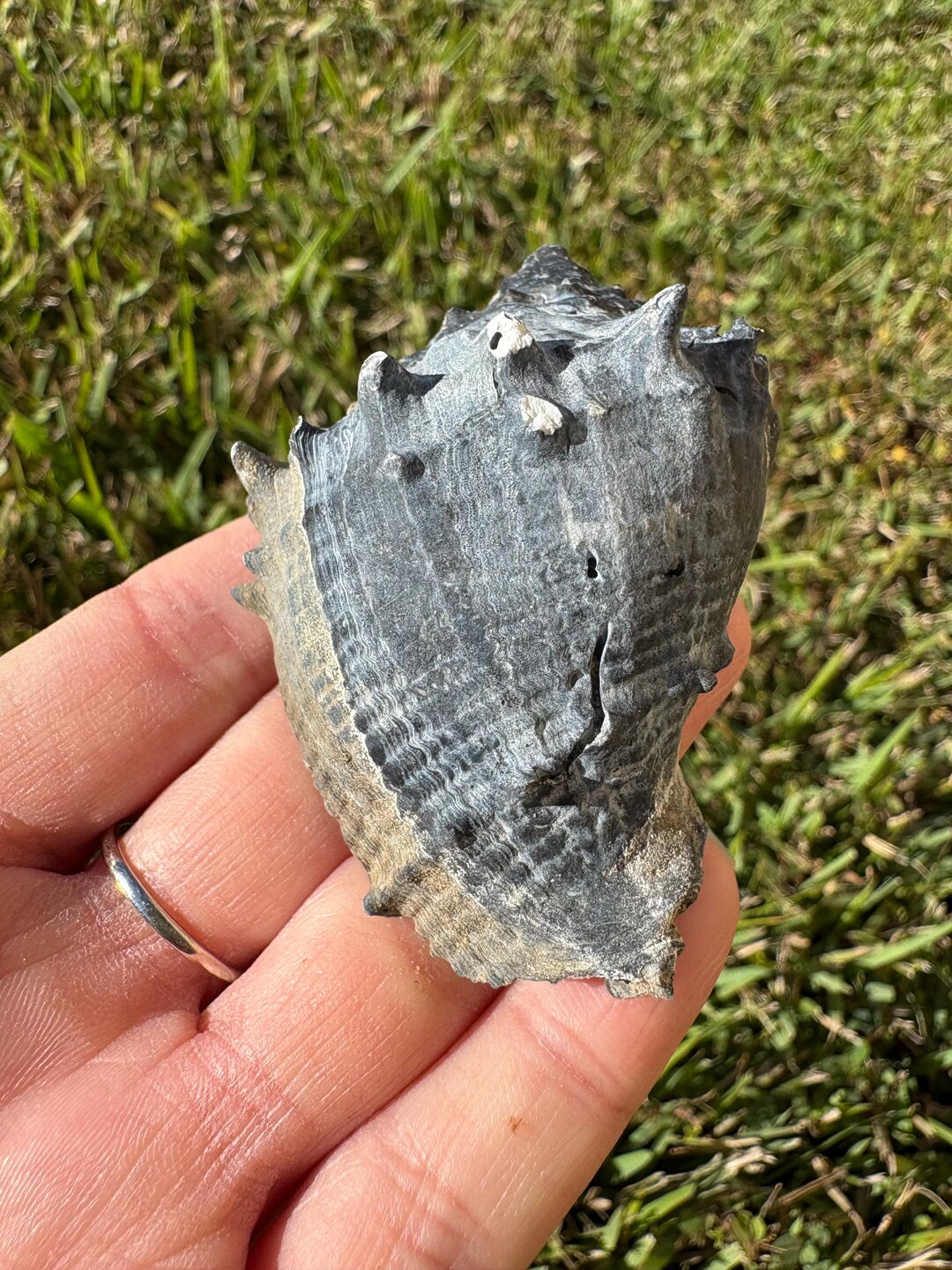 Blue and Tan Fossilized Sea Shell - Florida - Etsy