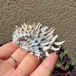May include: A white, calcified seashell with a highly textured, spiky surface. The shell features numerous sharp, protruding spines and a complex, layered structure with deep ridges and crevices, showcasing a natural, weathered, and matte finish.
