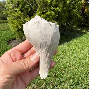 Medium size fossilized whelk seashell from Florida