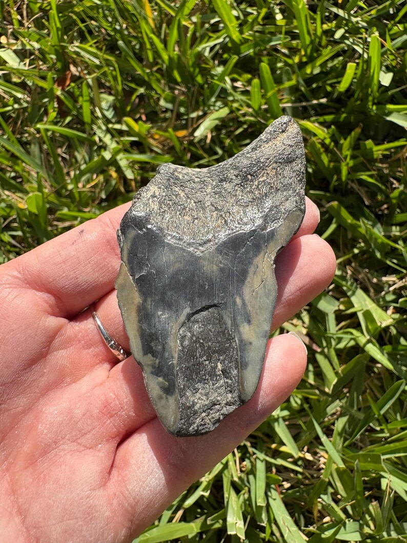 Triangular Fossils Large Megalodon Tooth Fossil - Etsy