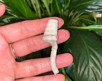 Fossilized worm casing