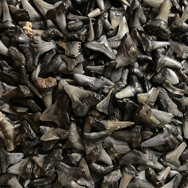 50 small fossil shark teeth