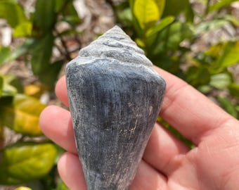 Fossilized Cone shell blue in color