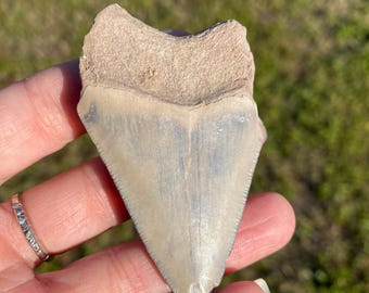 Bone Valley Florida Megalodon tooth fossil