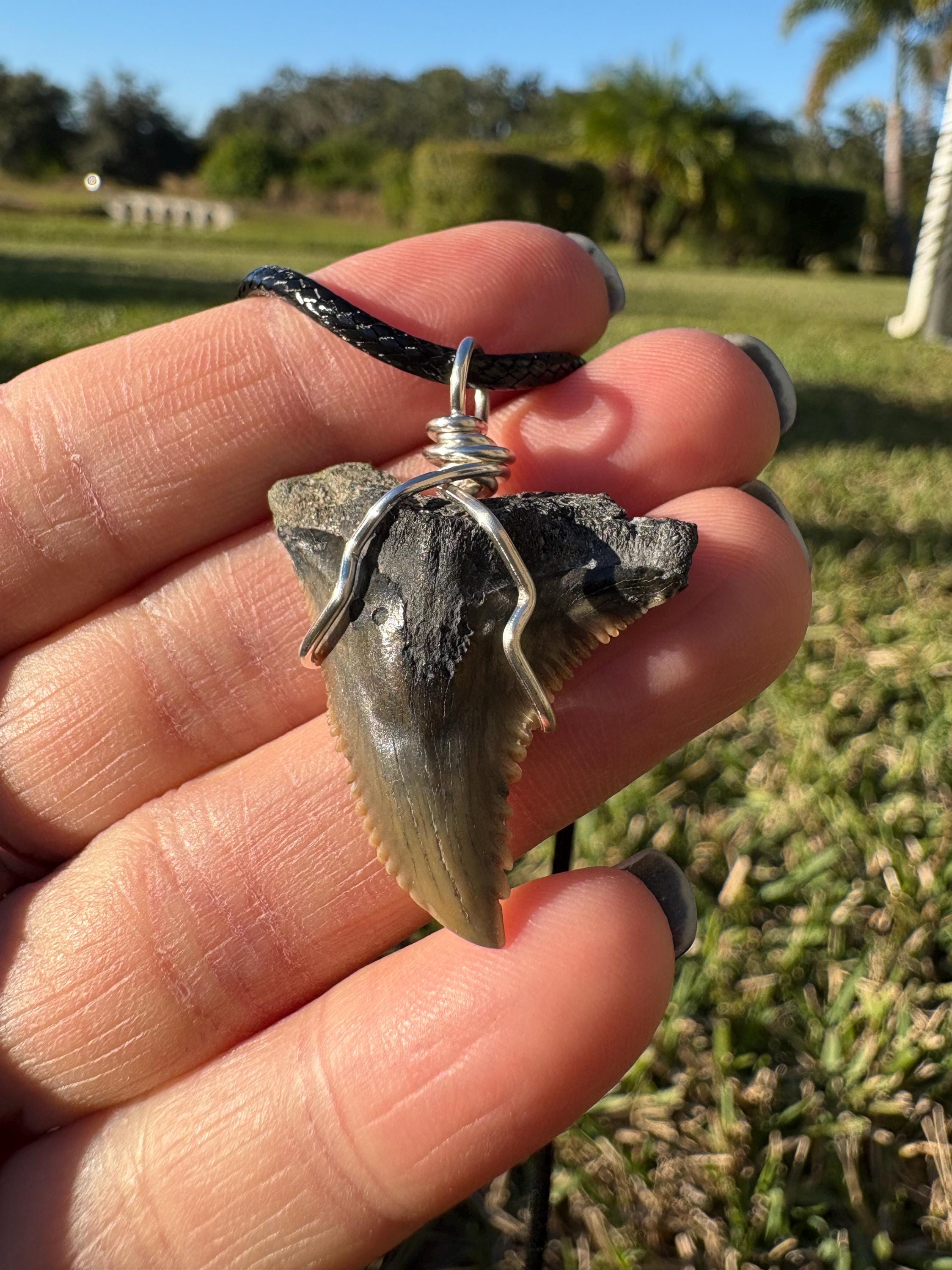 Hemipristis Extinct Sharktooth Necklace - Etsy