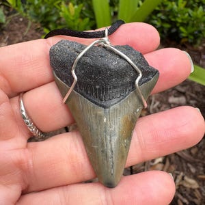 Fossil Megalodon tooth necklace