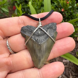 Juvenile Megalodon tooth pendant - Florida