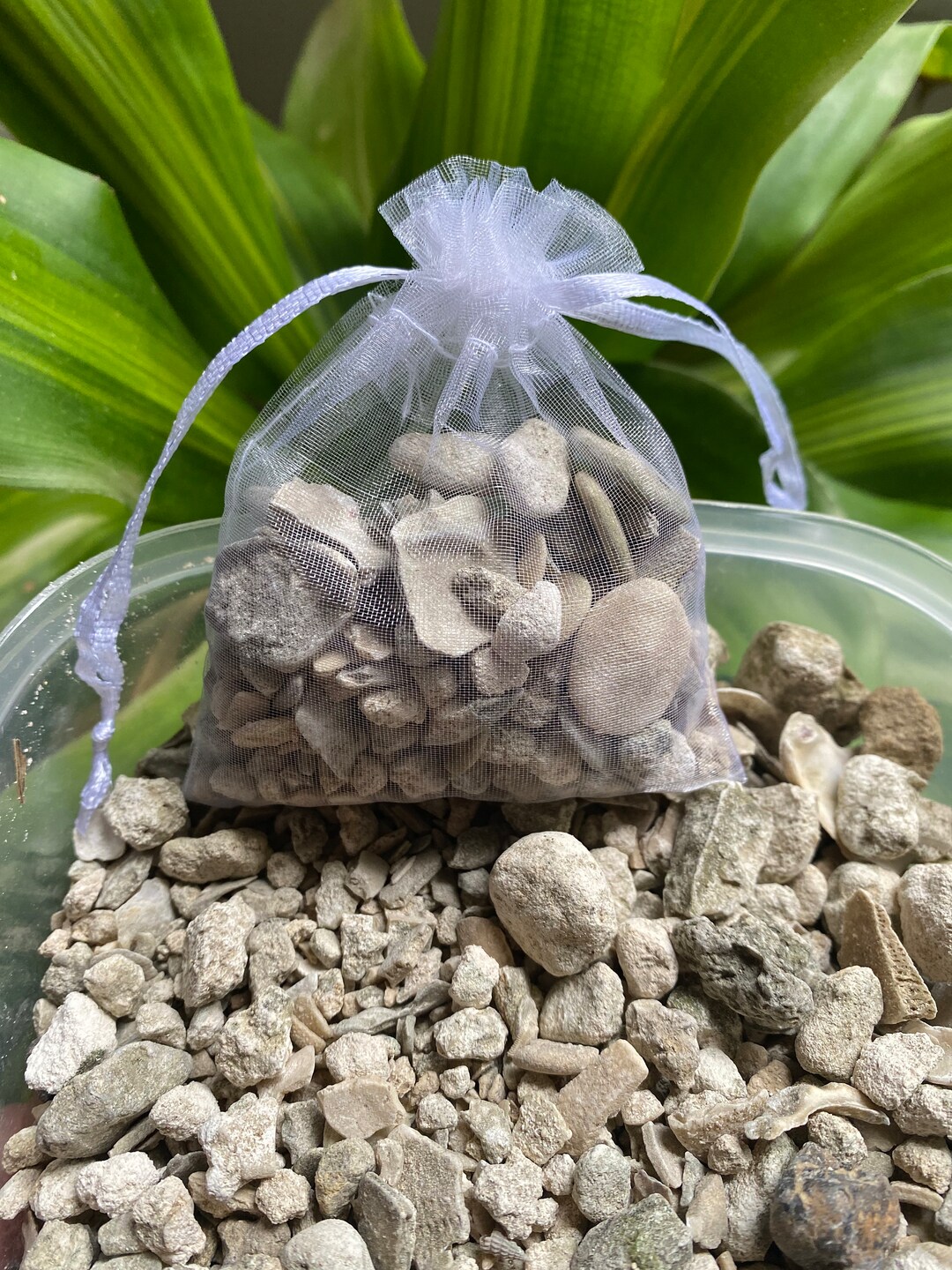 Fossil Sand Dollar Gravel Pack Etsy