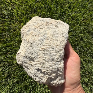 Blue and white fossil coral head from Florida