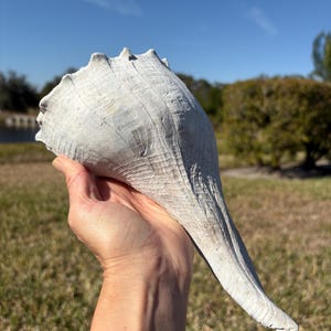 Fossilized Whelk Shell from Florida