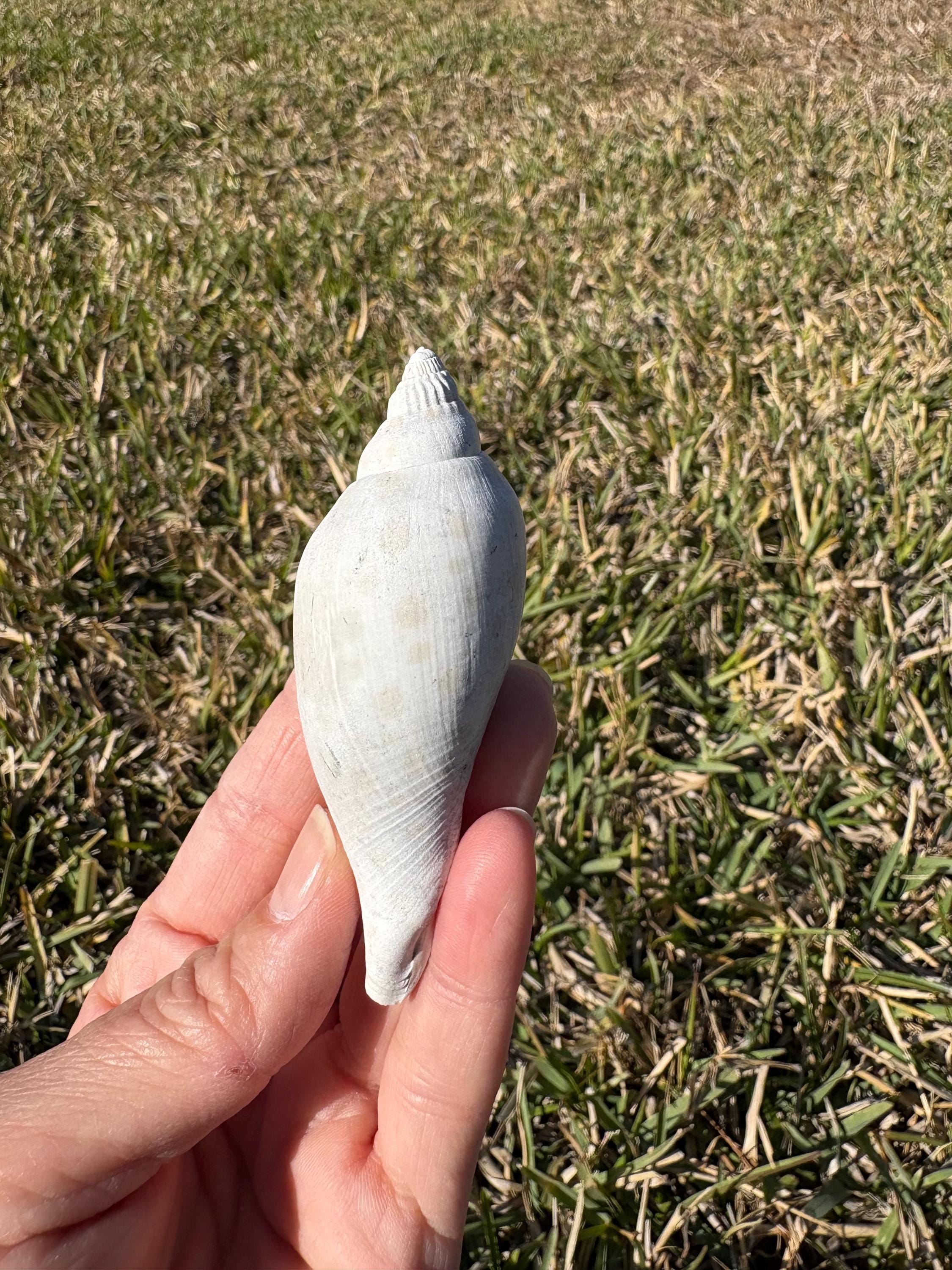 Fossilized Junonia Shell From Florida - Etsy