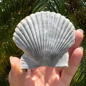 Scallop pecten shell fossil