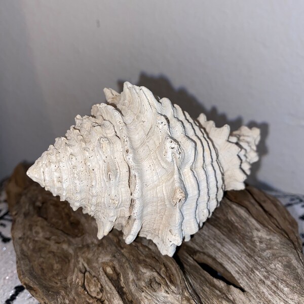 Large vase fossil shell from Florida