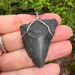 Small Megalodon tooth pendant