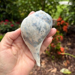 May include: A large, textured seashell with a light blue and cream color scheme. The shell has a spiral shape and a smooth, elongated tip. The background features green foliage and red flowers.