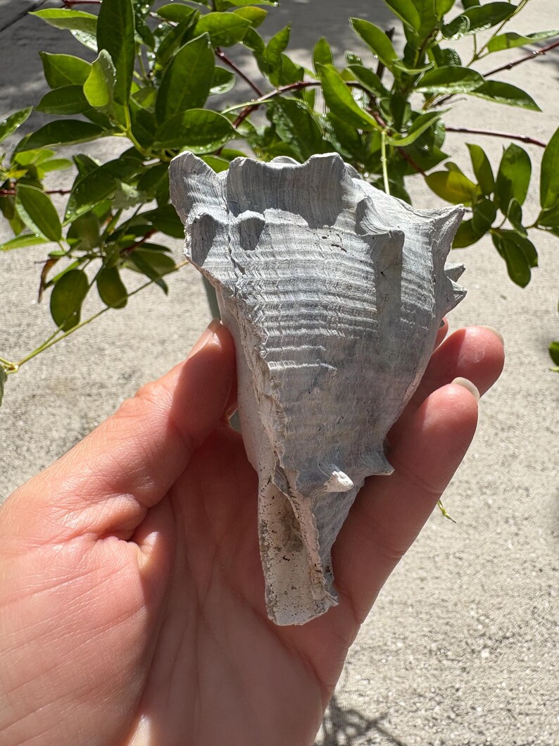 Extinct Fossilized Melongena Sea Shell - Florida - Etsy