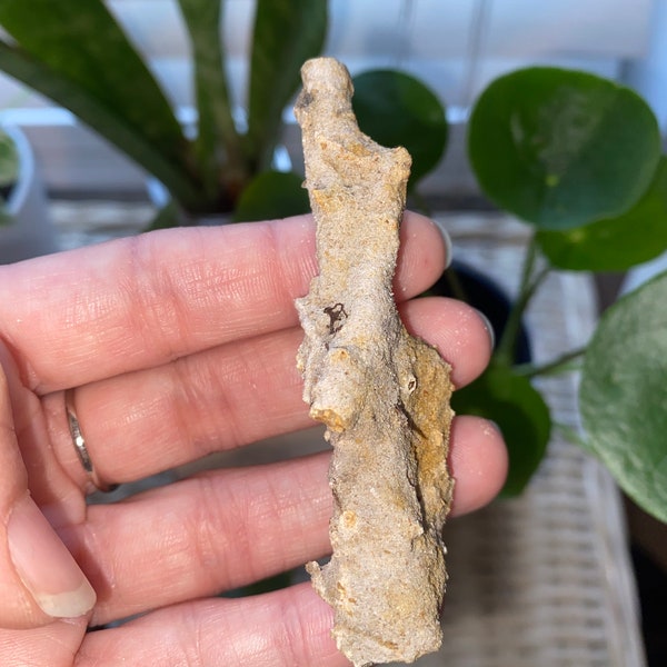 Fulgurite - Fossilized lightning fossil from Florida