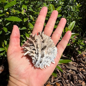 May include: A spiky, off-white seashell with a textured, irregular surface featuring numerous protruding points and ridges. The shell has a fan-like shape with a dense arrangement of sharp, calcified spines radiating from the center.