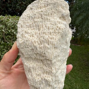 fossil coral piece