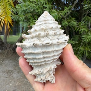 large Fossil Vase shell from Florida - tan and white