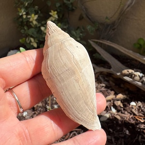 Fossil junonia type shell from Florida