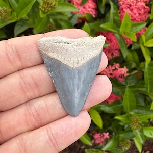 Tan and blue bone valley Florida Megalodon tooth