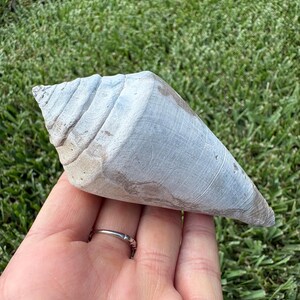 Extra Large Fossilized Cone shell