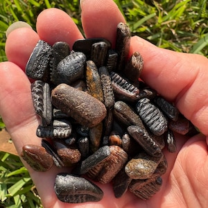 20 stingray mouthplate fossils