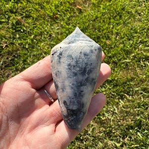 Large blue fossilized cone shell