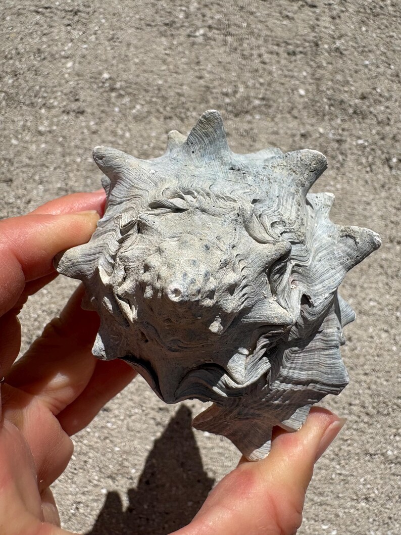 Extinct Fossilized Melongena Sea Shell - Florida - Etsy