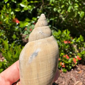 Fossilized Junonia Shell From Florida - Etsy