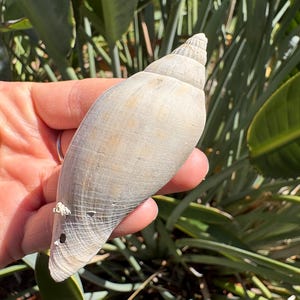 May include: A large, light-colored seashell with a spiral top and a smooth, elongated body. The shell has a natural, weathered appearance with subtle variations in color and texture. The background features green foliage.