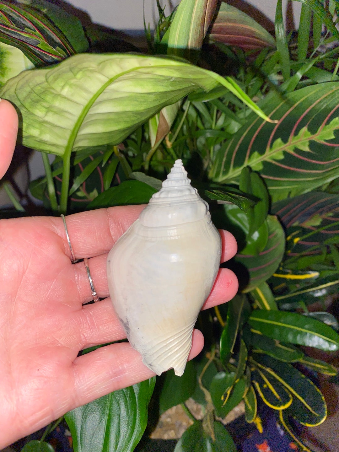 Strombo Shell Strombus Shell Fossil - Etsy