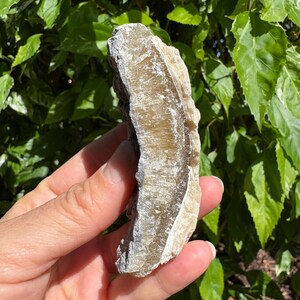 May include: A raw, natural selenite crystal specimen. The stone has a layered, fibrous texture with a light tan and white color. The crystal is held against a backdrop of green foliage.