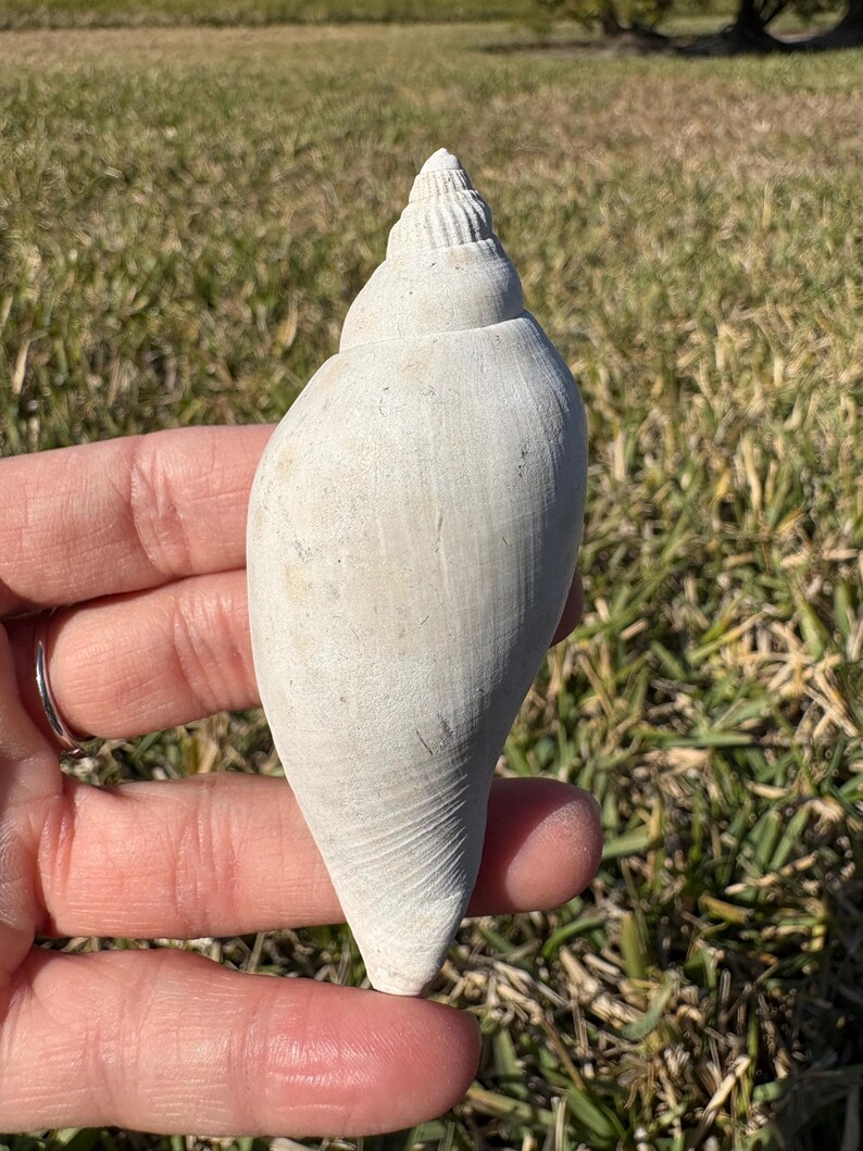 Fossilized Junonia Shell From Florida - Etsy