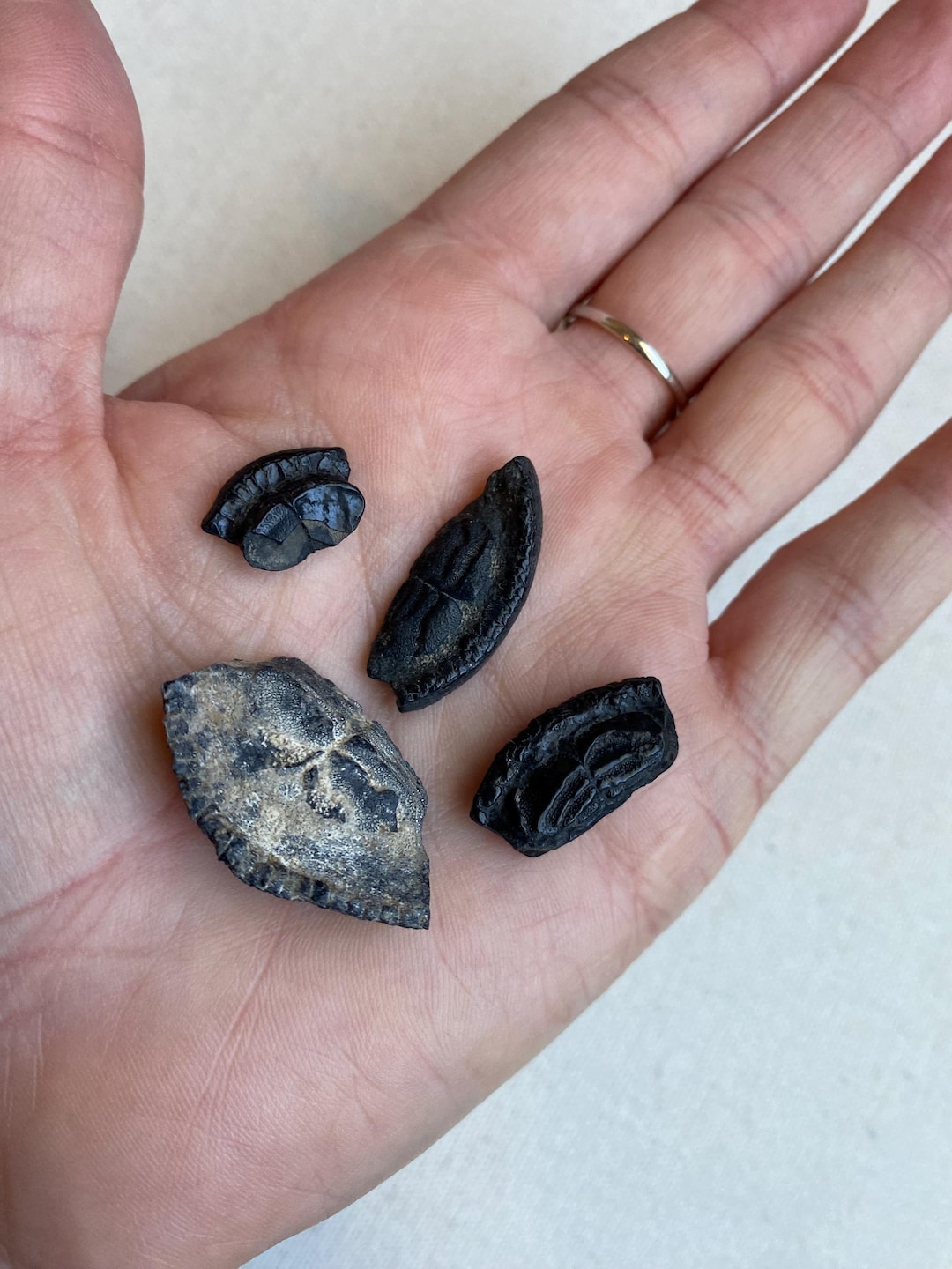 4 Puffer Fish Mouth Plate Fossils - Etsy