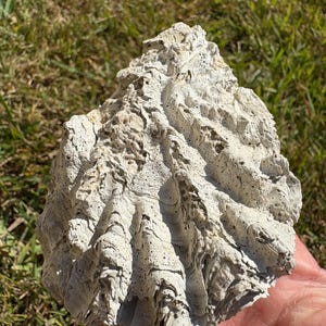 Large fossilized bivalve shell