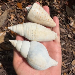 Trio of three Florida fossil shells
