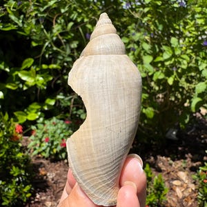 Fossilized Junonia Shell From Florida - Etsy