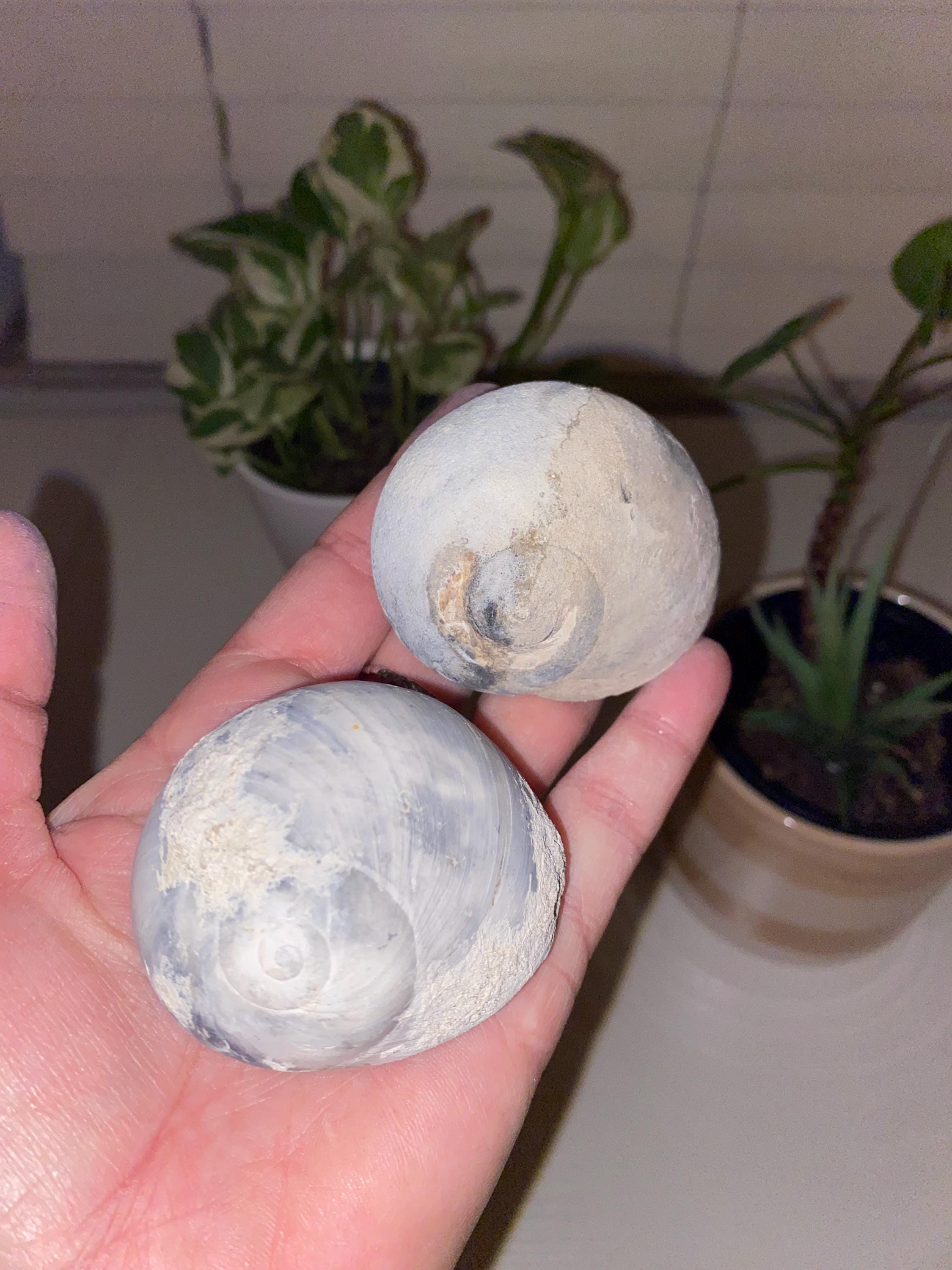 2 fossil sharks eye moon snail shells