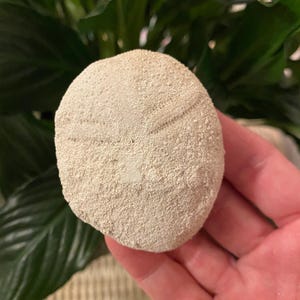 Eocene Echinoid Fossil: Eupatagus antillarum from Florida