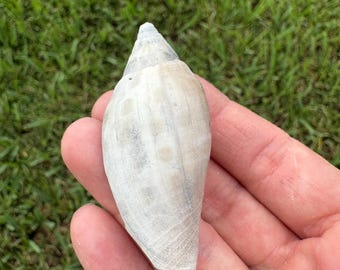 Small junonia shell fossil