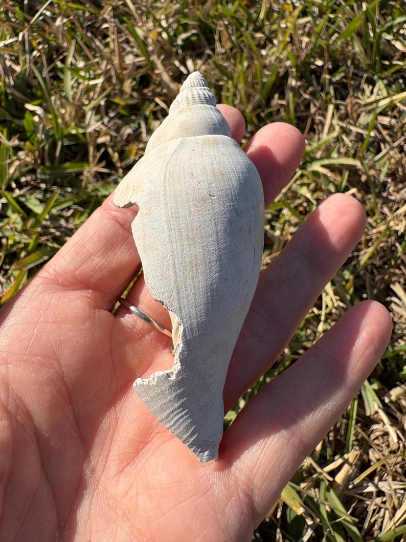 Fossilized Junonia Shell From Florida - Etsy