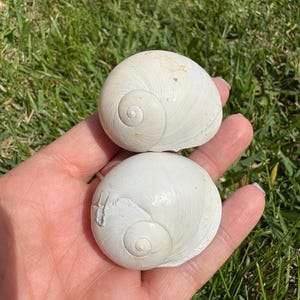 May include: Two white, spiral-shaped snail shells are held in an open hand against a backdrop of green grass. The shells have a smooth, pearly texture and a natural, organic appearance. The shells are a light, off-white color.
