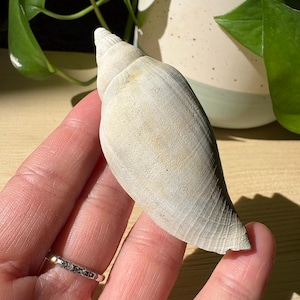 junonia shell fossil from Florida